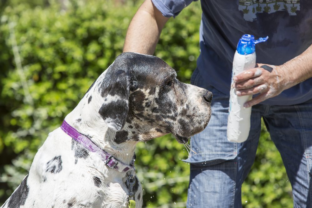 man washing great dane with shampoo