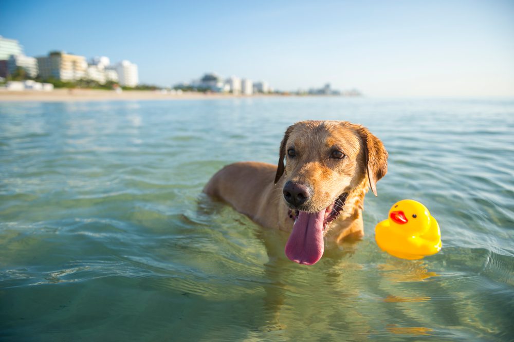 Happy,Yellow,Labrador,Dog,Wading,With,A,Rubber,Ducky,In