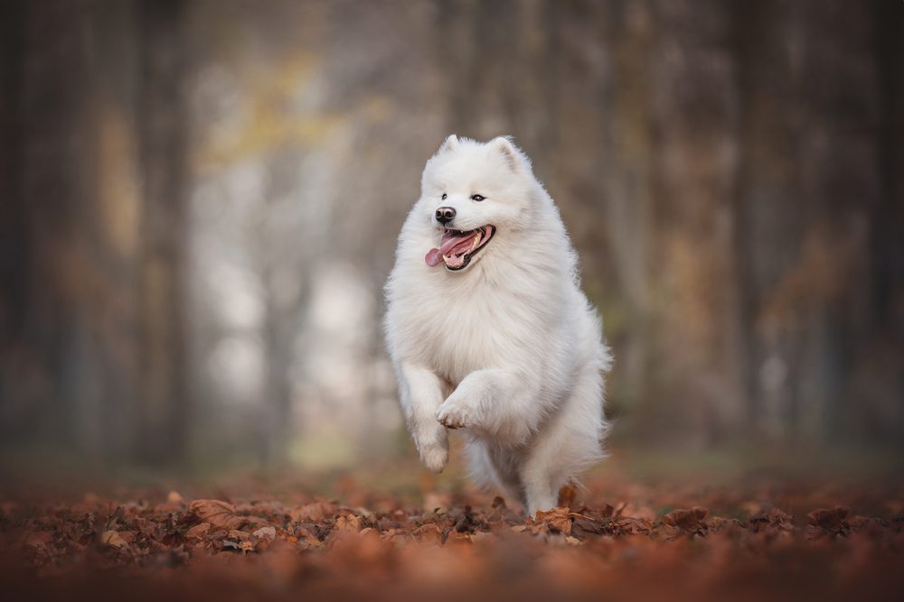 A,Funny,Samoyed,Running,Through,The,Foliage,Against,A,Bright