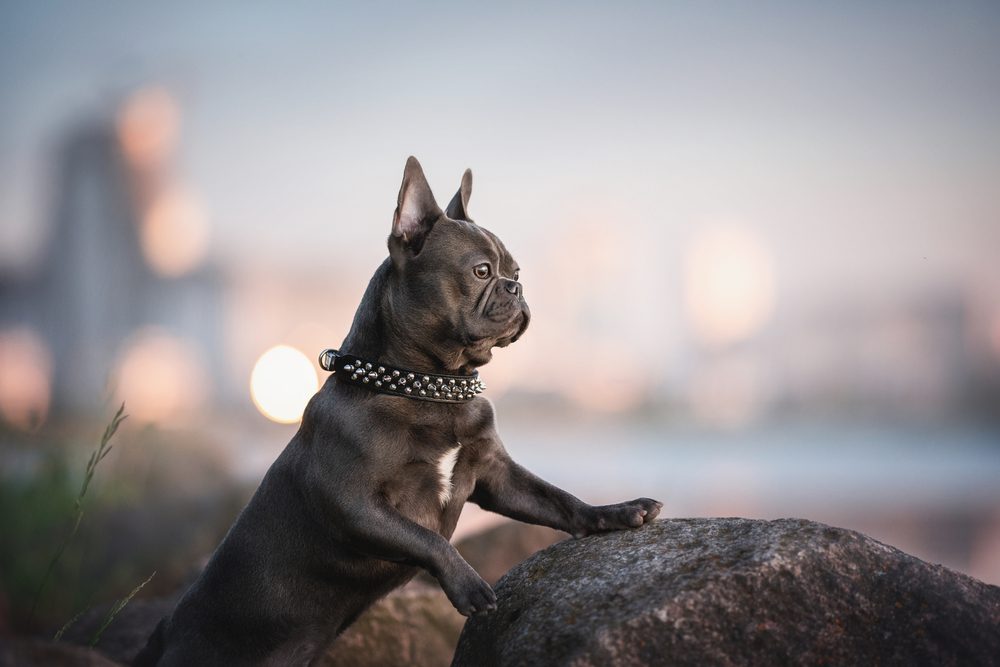 A,Blue,French,Bulldog,Puppy,With,A,Spiked,Collar,Standing