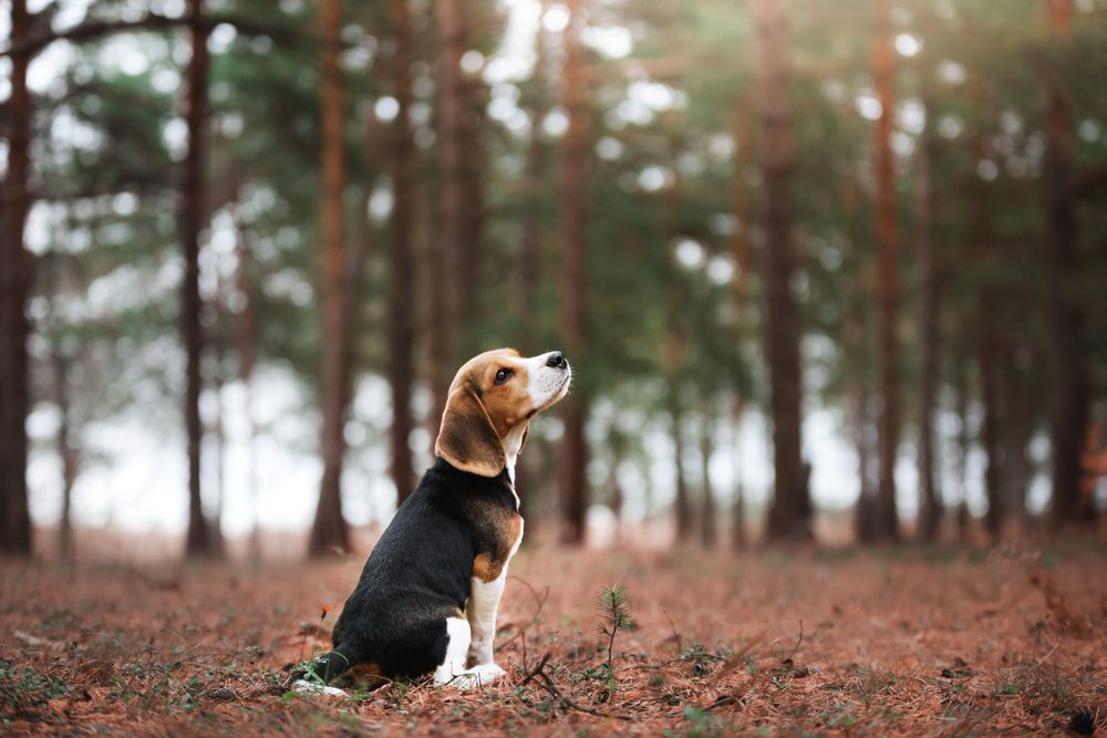 beagle sitting in the forest
