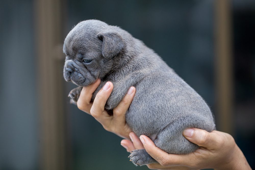 hand holding blue french bulldog puppy