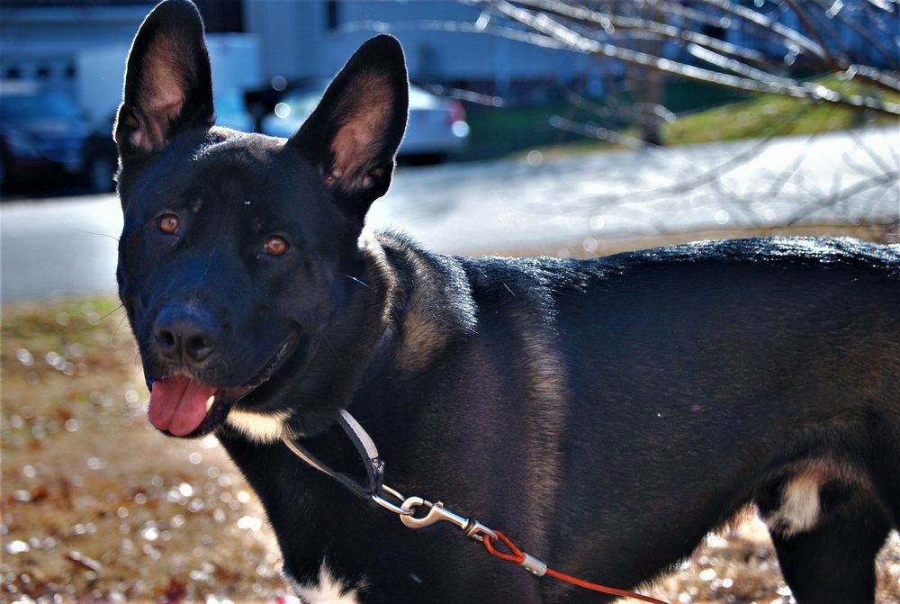 Happy,Pitbull,German,Shepherd,Mix,Outside,On,A,Warm,Winter