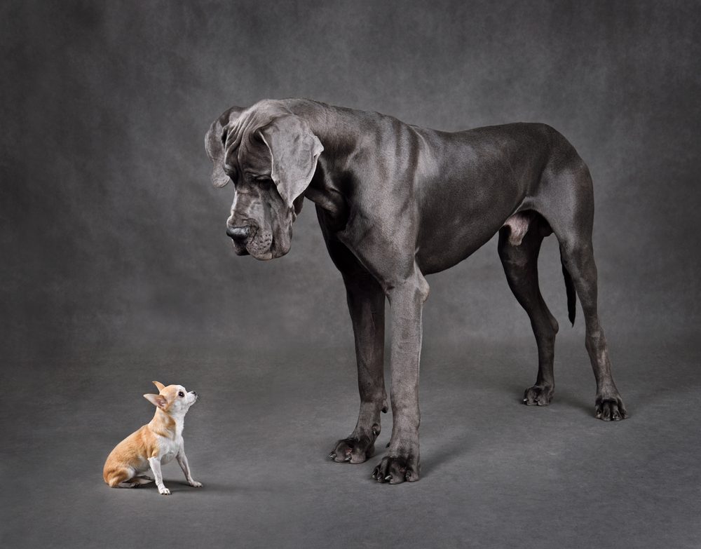 Great,Dane,And,Chihuahua,Dog,Looking,To,Each,Other,On