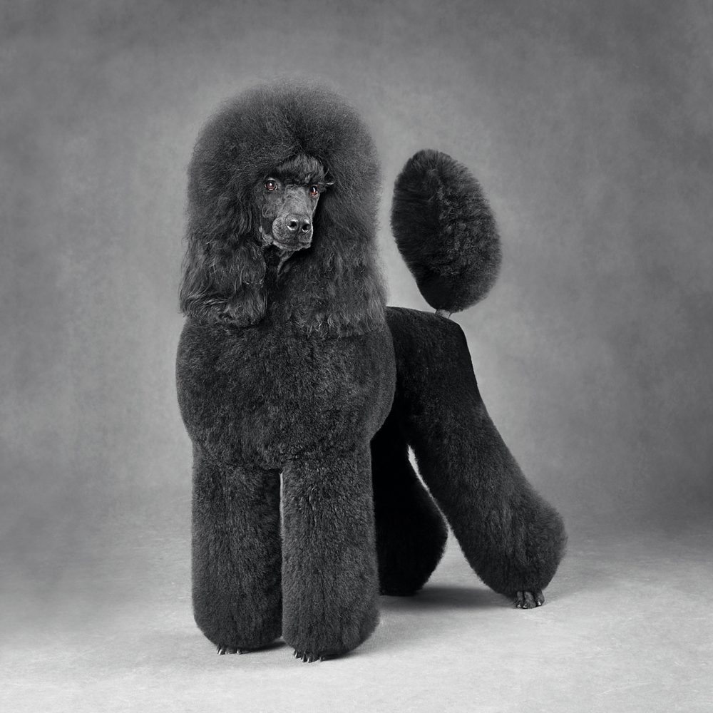 Studio,Shot,Of,Black,Poodle,Standing,On,A,Gray,Background