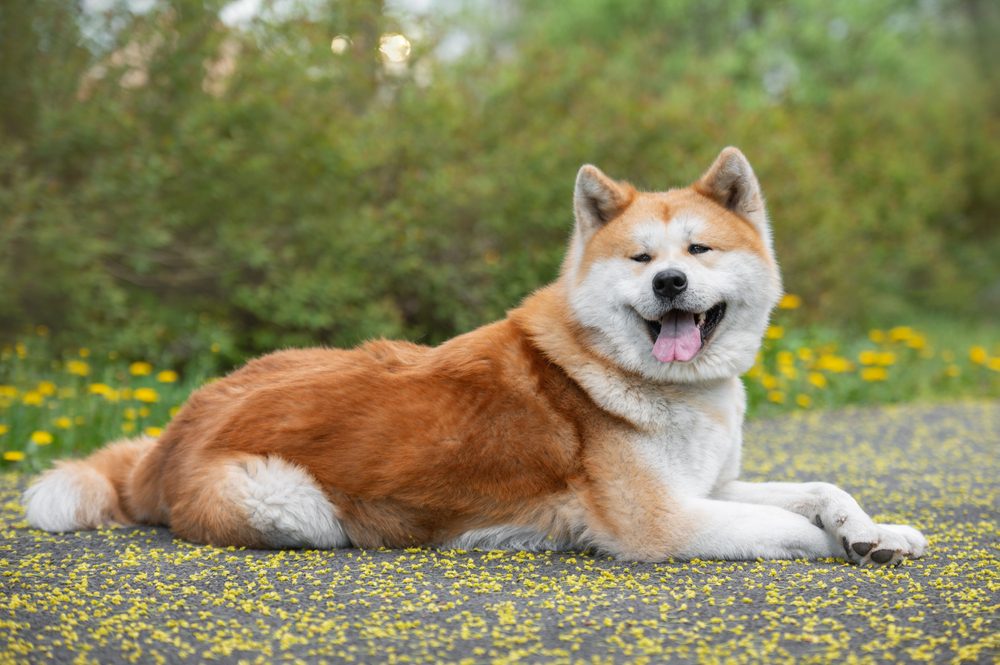 Horizontal,Portrait,Of,An,Akita,Inu,Of,The,Japanese,Breed