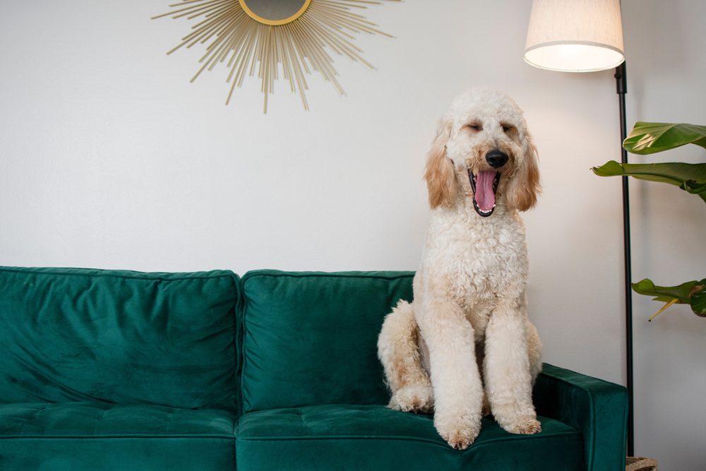 Gorgeous,Huge,Dog,Goldendoodle,Sitting,On,A,Green,Couch,And