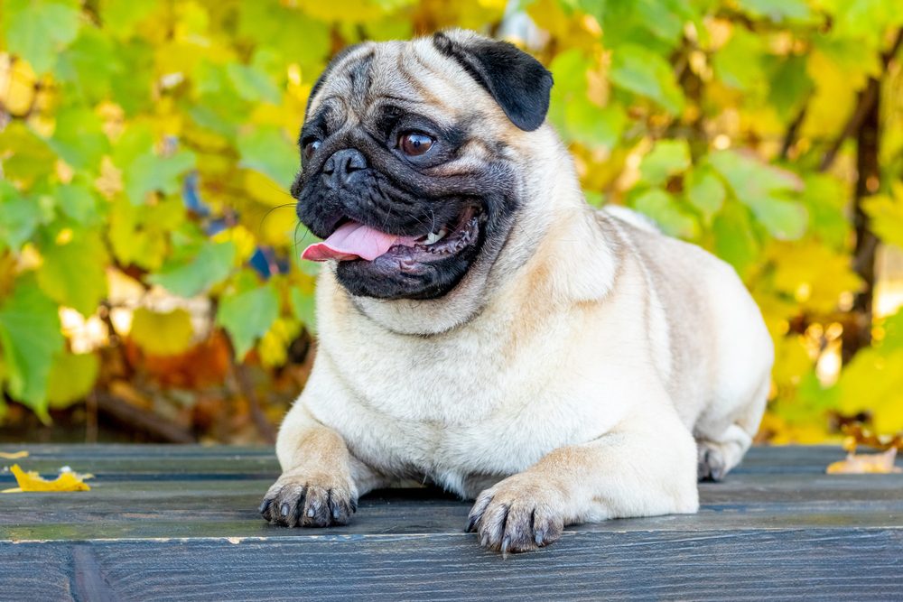 A,Pug,Dog,Lying,On,A,Park,Bench,In,The