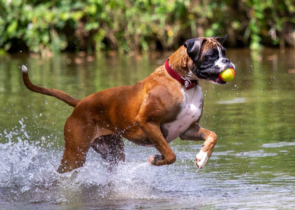 Boxer,Dog,Playing,In,The,River