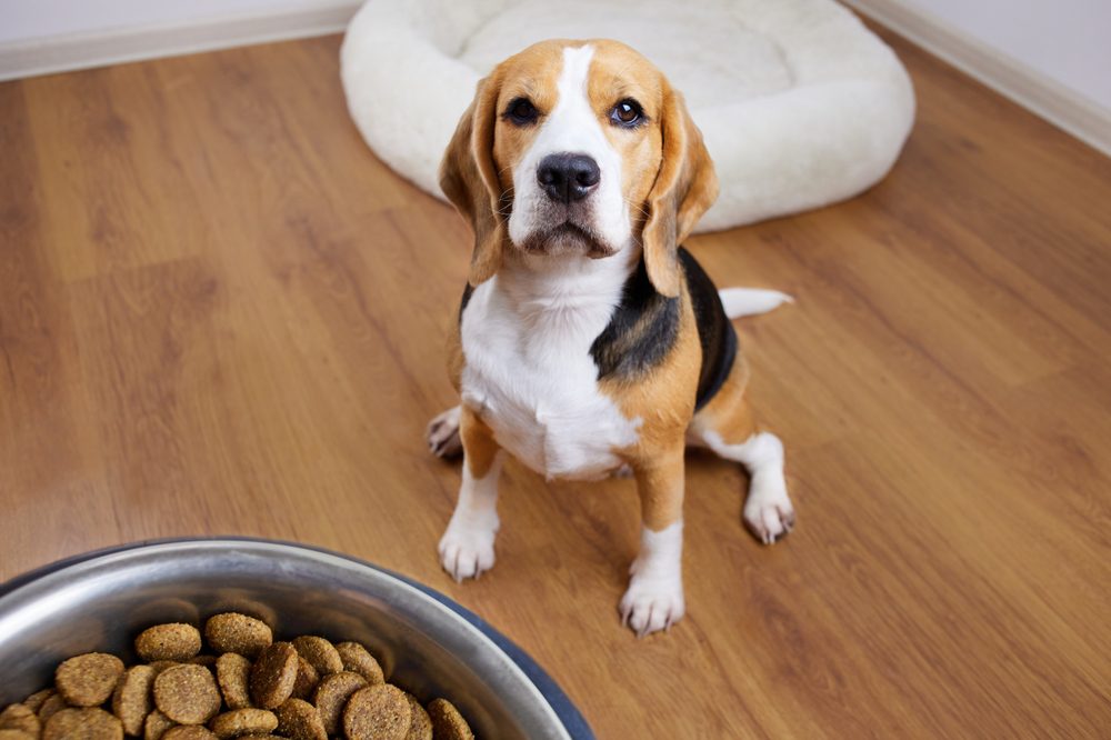 beagle sat next to food bowl