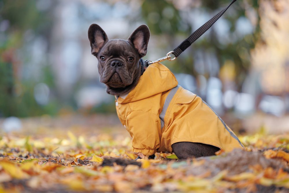 french bulldog in yellow raincoat