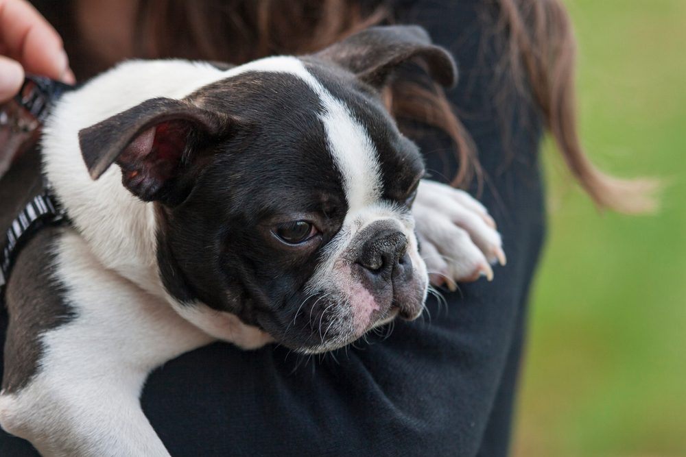 owner hugging boston terrier