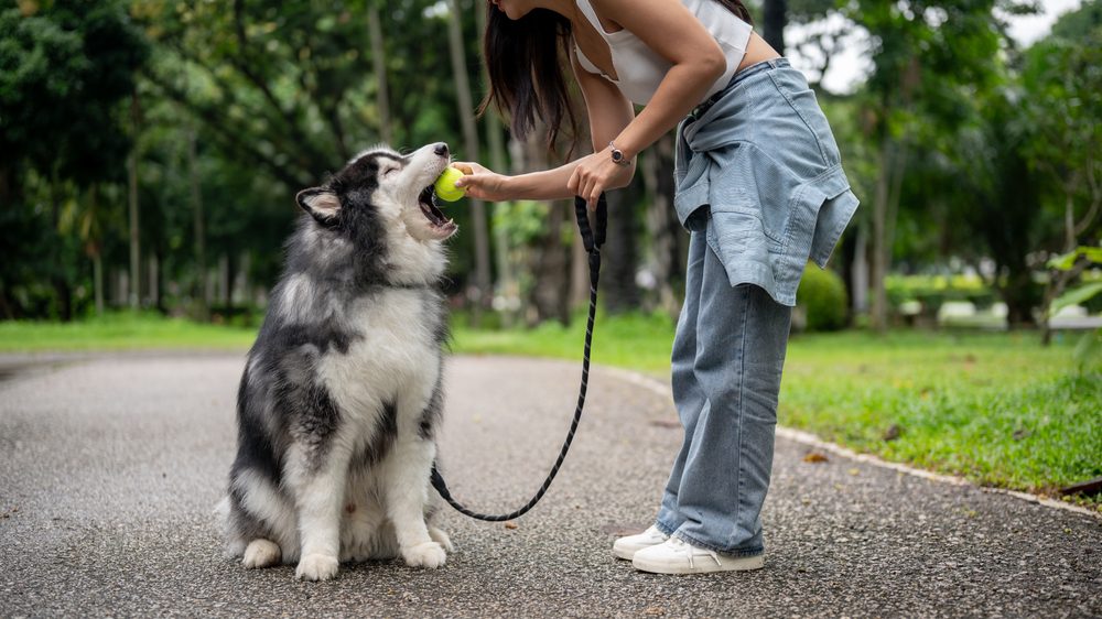 leashed dog with ball in mouth