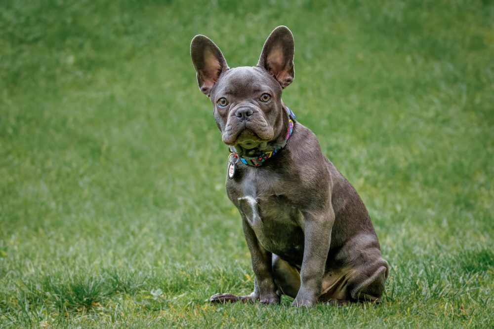 blue french bulldog sitting on grass