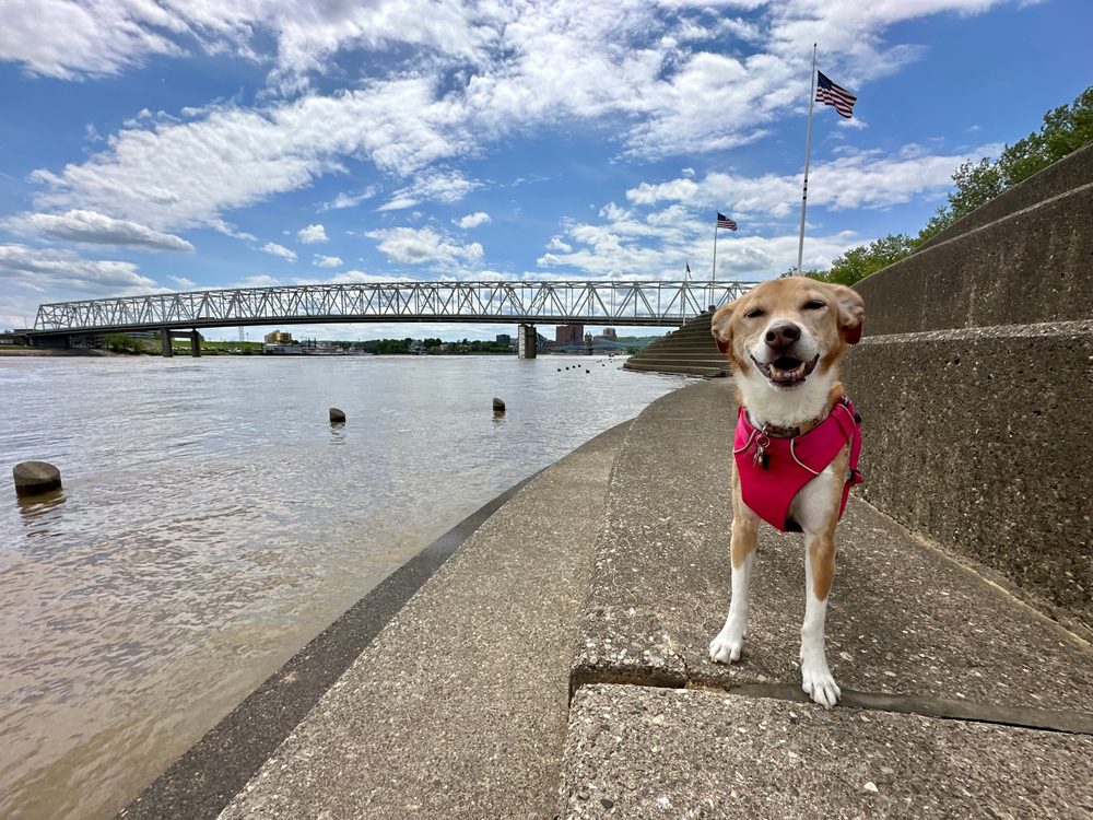 dog in cincinnati