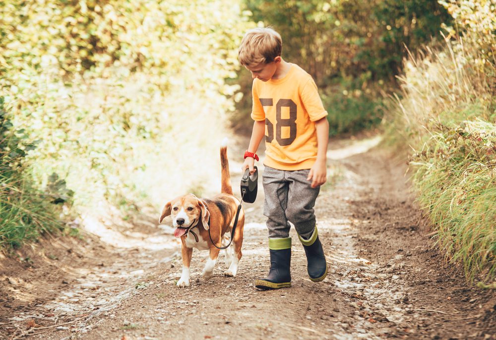 boy walking beagle on leash