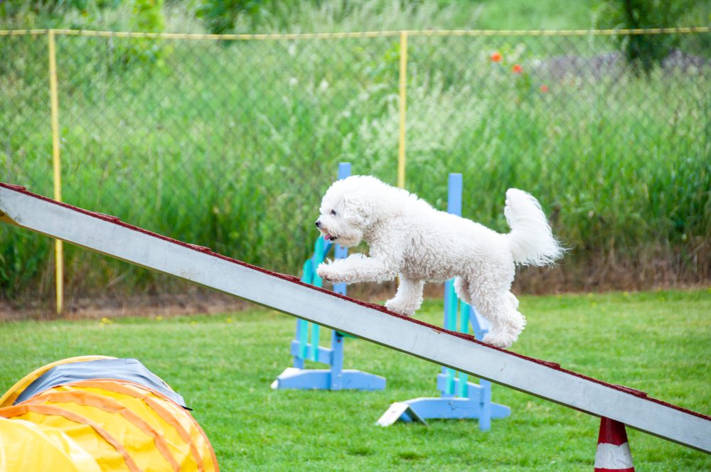bichon frise walking on agility ramp