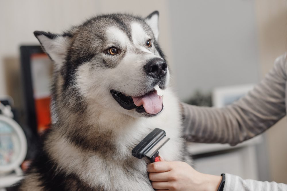 siberian husky being brushed