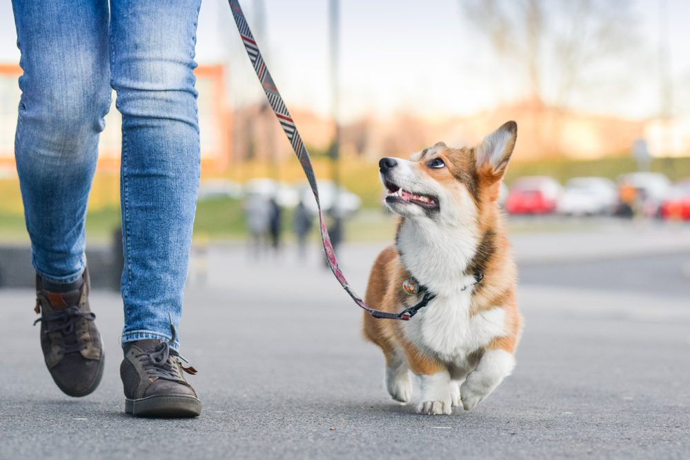 corgi walking nicely with owner
