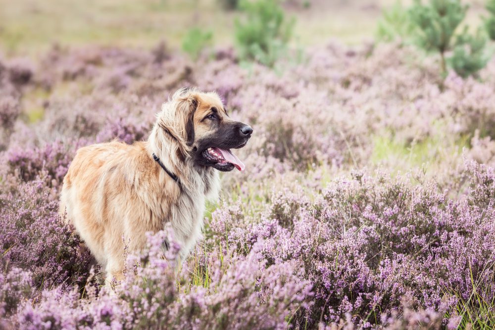 Leonberger,Dog,Outdoor,Portrait,In,The,Purple,Heath.