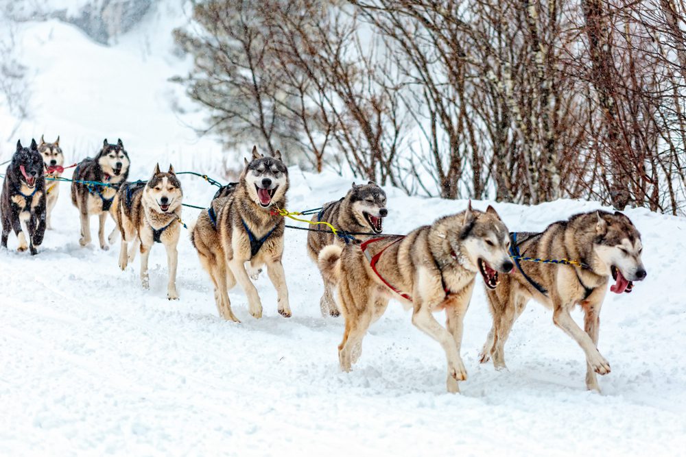 siberian huskies sled racing in snow