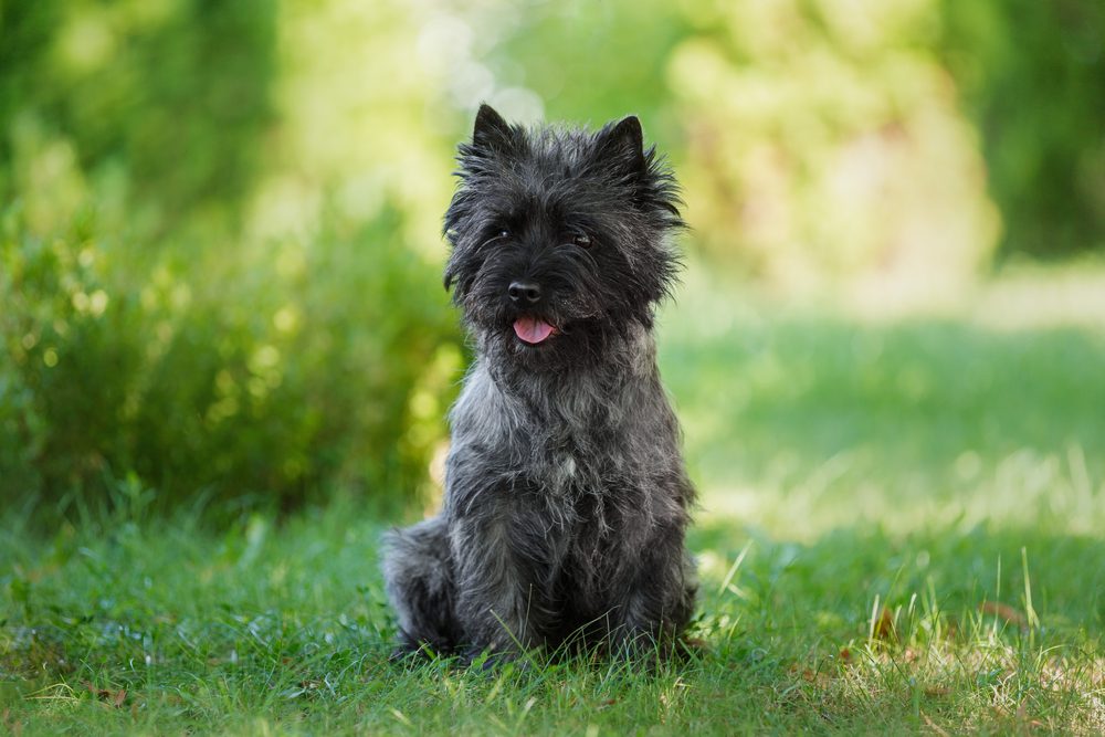 Black,Cairn,Terrier,Dog,Sitting,On,Green,Grass,In,The