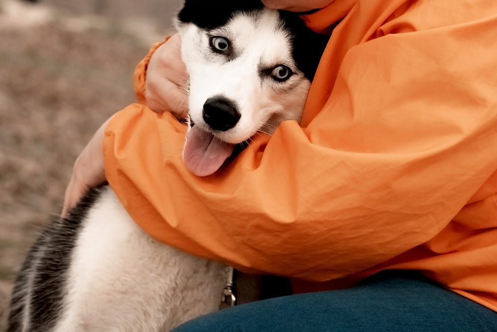 man in orange jacket hugging husky