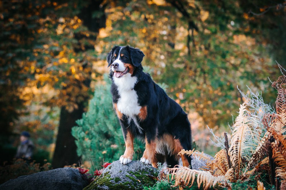 Stunning,Bernese,Mountaind,Dog,Female,Posing,In,Beautiful,Autumn,Park.