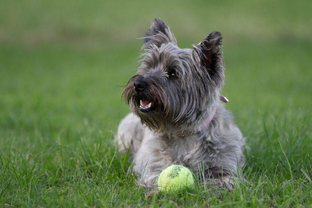 cairn terrier with a tennis ball