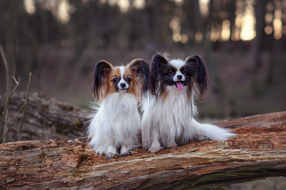 Two,Papillon,Dog,Sit,On,A,Log,In,Spring,Autumn