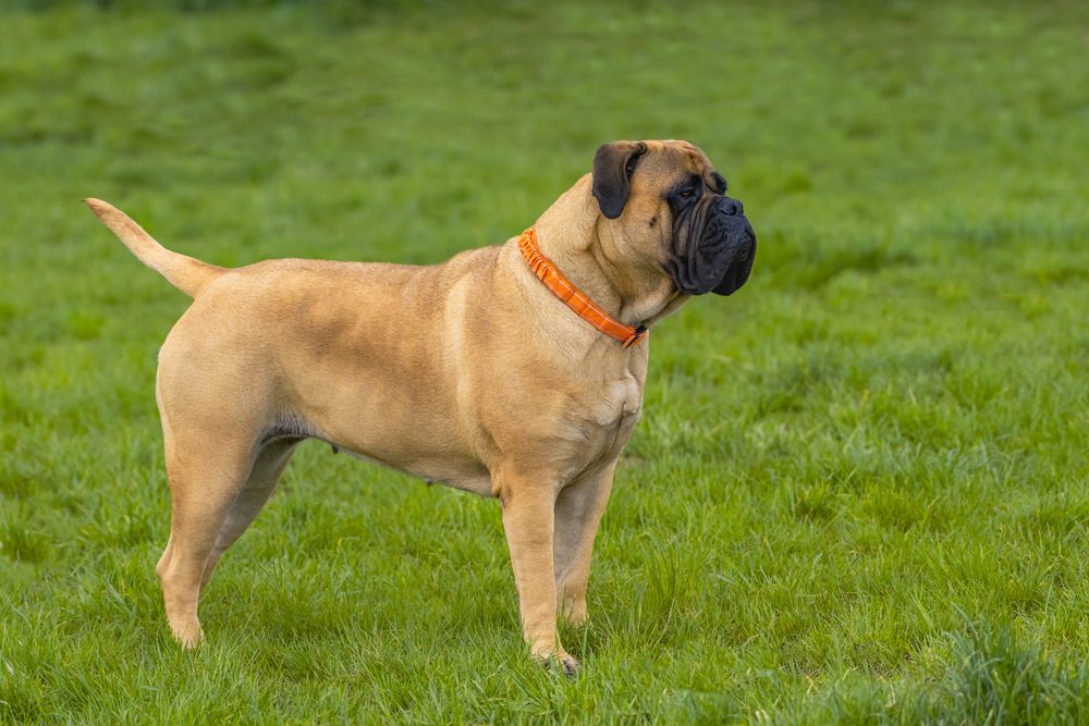 Female,Bullmastiff,Posing,In,A,Grass,Field