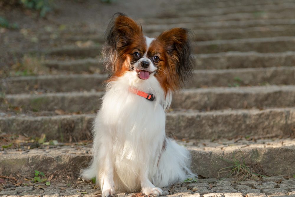 papillon dog sitting on stairs