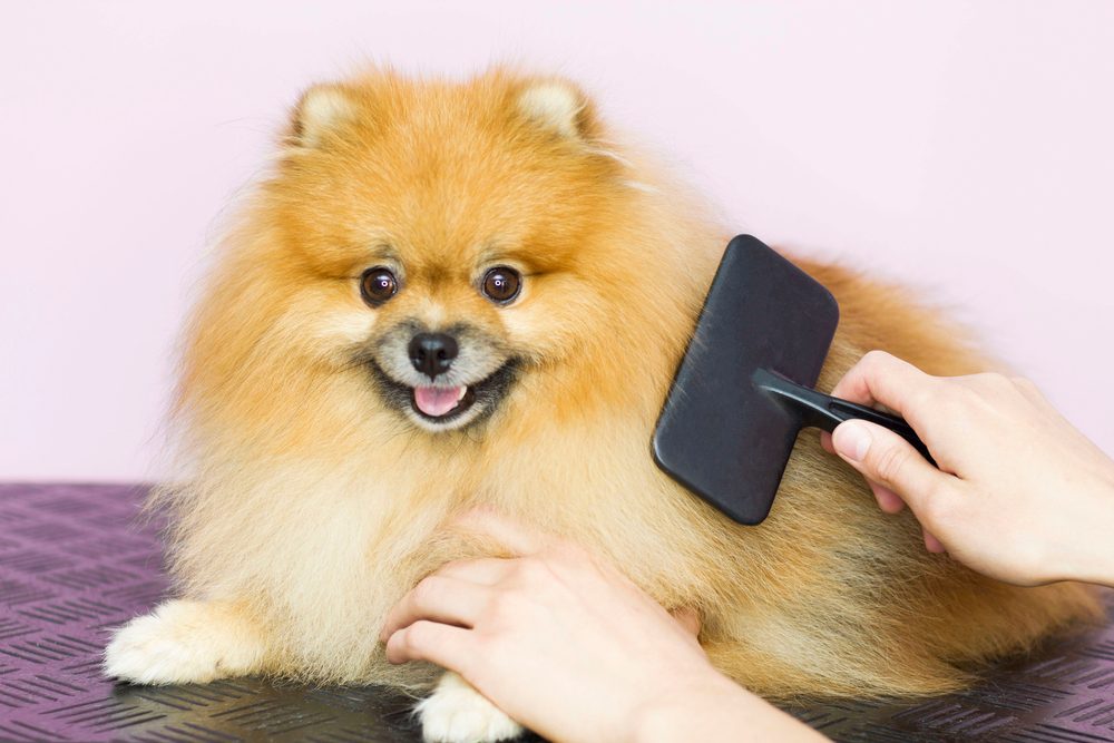 How to Groom a Pomeranian Dog: Expert Tips Revealed