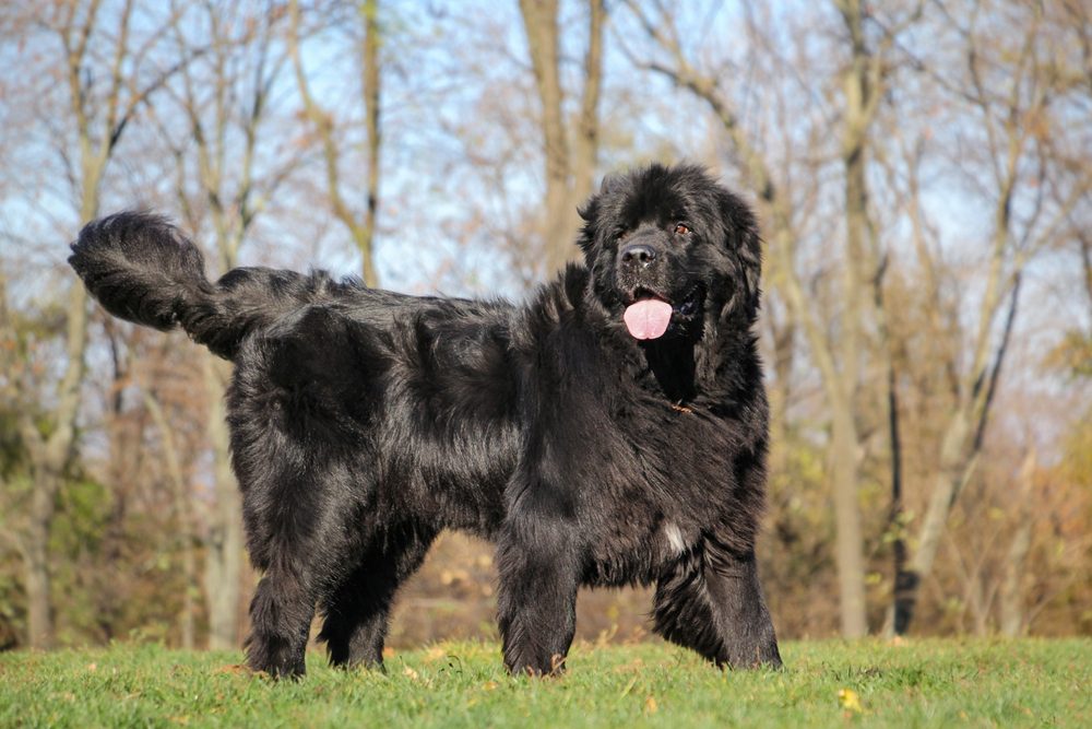 Single,Large,Black,Newfoundland,Dog,Is,Standing,On,The,Grass