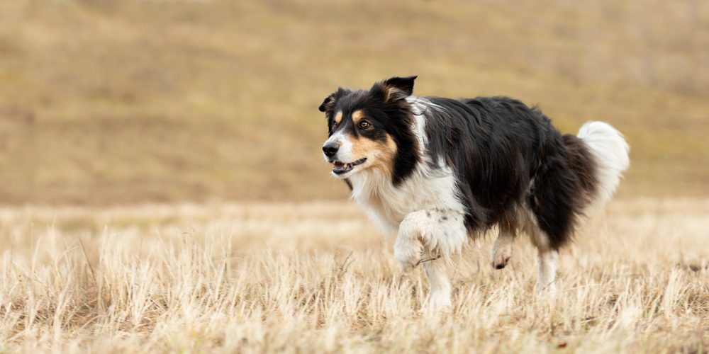 border collie running in meadow