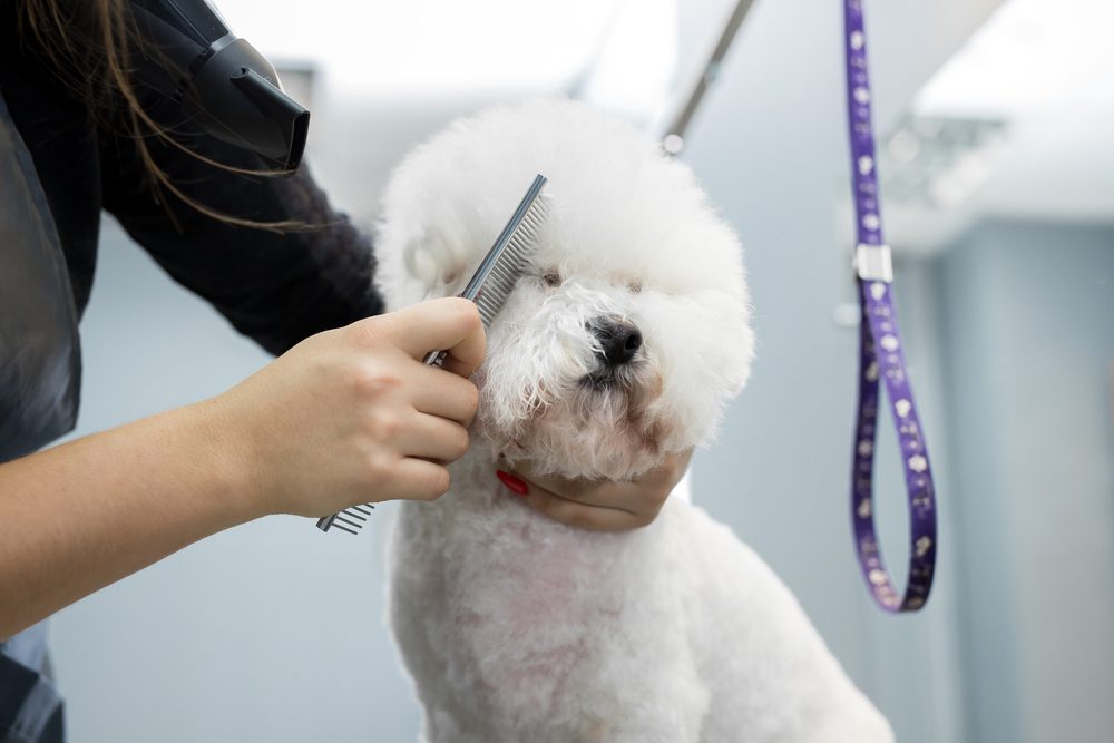 groomer combing bichon frise