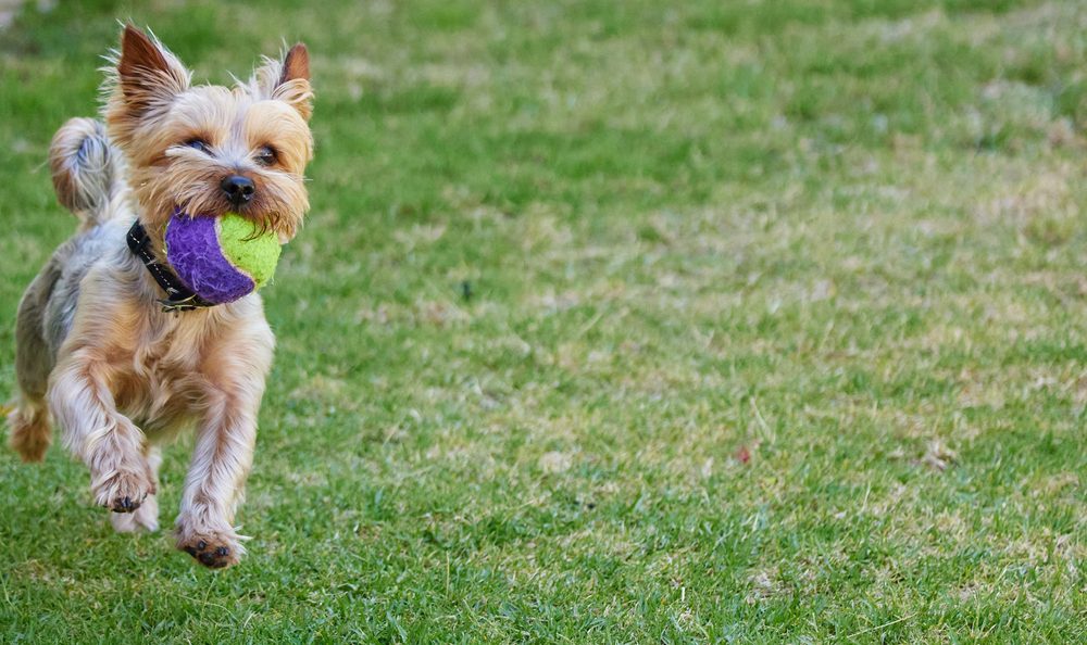 yorkie running with ball in mouth