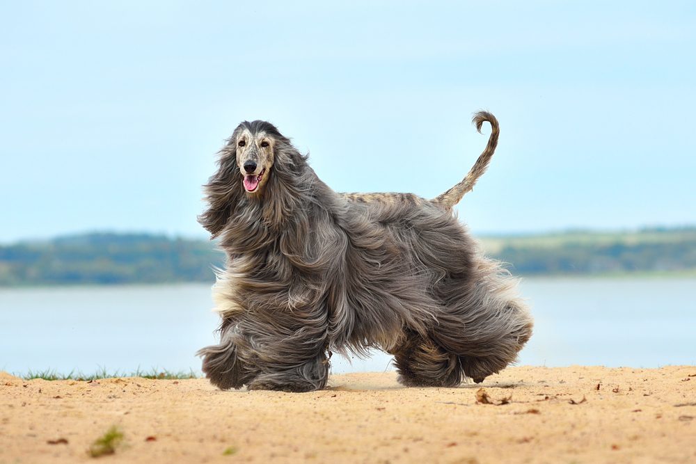 Beautiful,Fully,Coated,Afghan,Hound,Running,On,The,Sandy,Beach