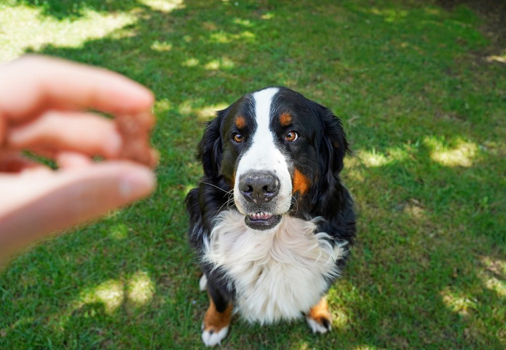 owner holding treat for bernese dog