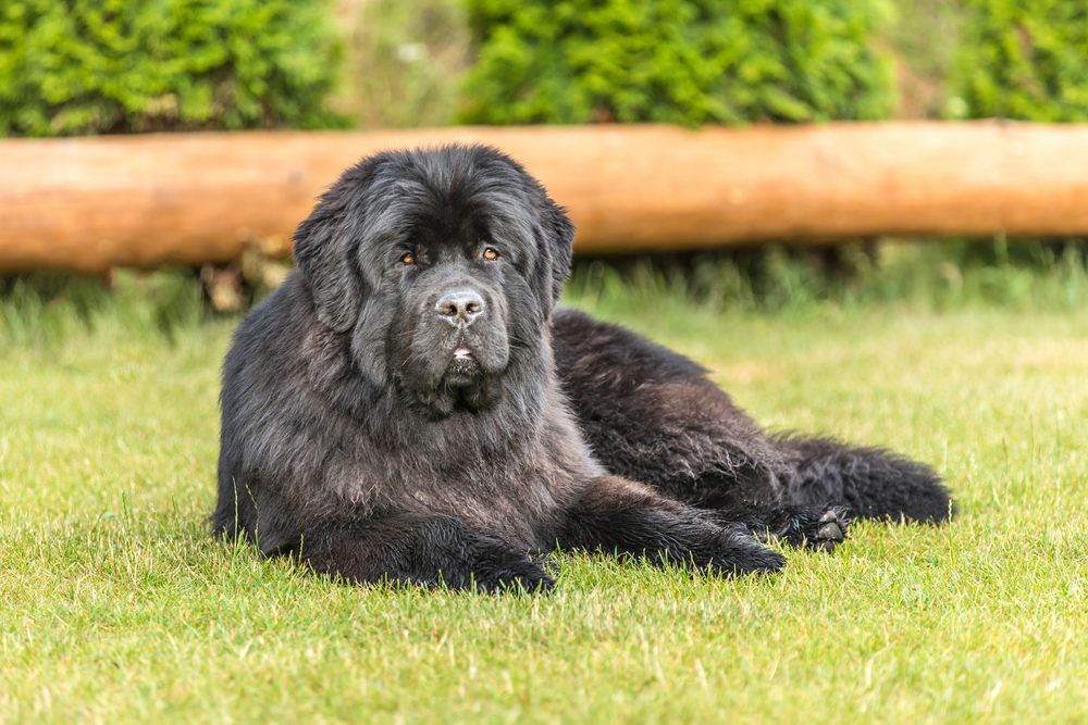 Newfoundland sitting in grass 