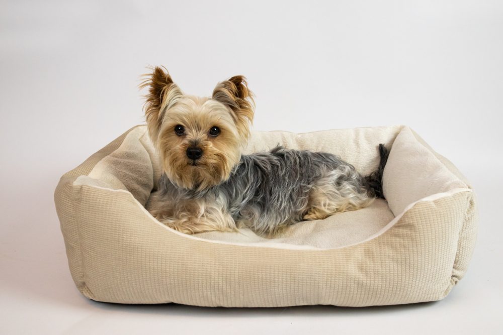 yorkie lying in dog bed