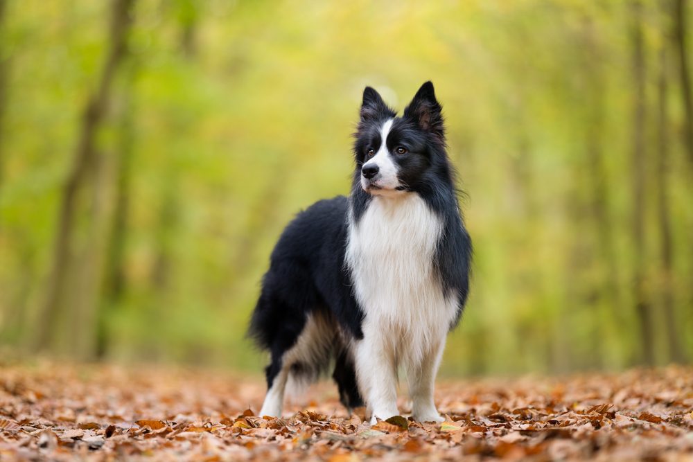 A,Border,Collie,Standing,In,The,Woods,During,The,Fall