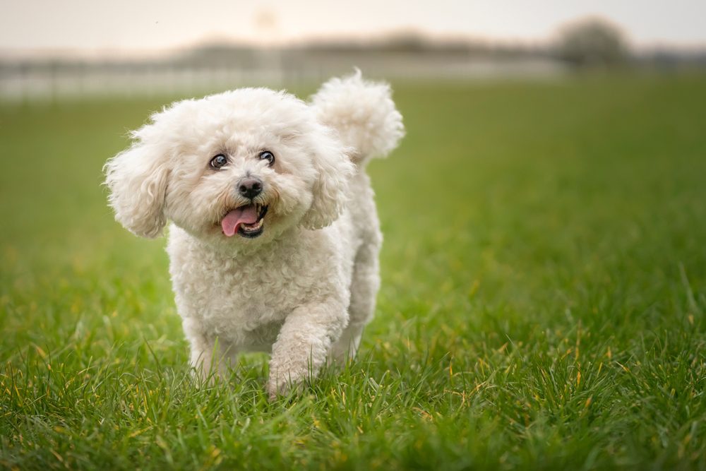 bichon frise walking on grass
