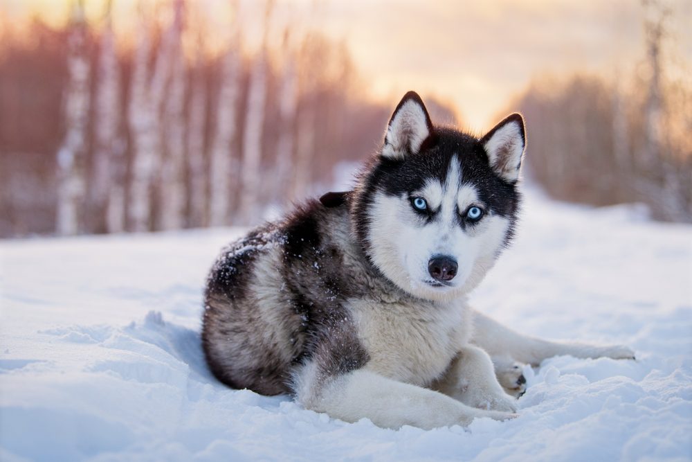 Black,And,White,Siberian,Husky,With,Blue,Eyes,Walks,In