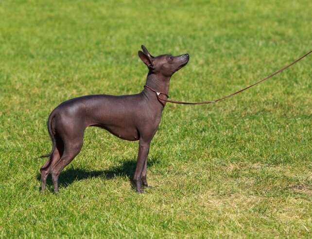 hairless dog in a field