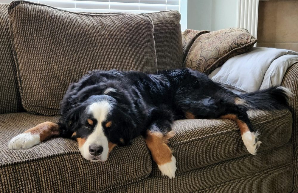 bernese mountain dog relaxing at home