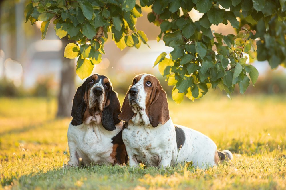 Two,Basset,Hounds,Sits,Together,On,Green,Grass,In,The