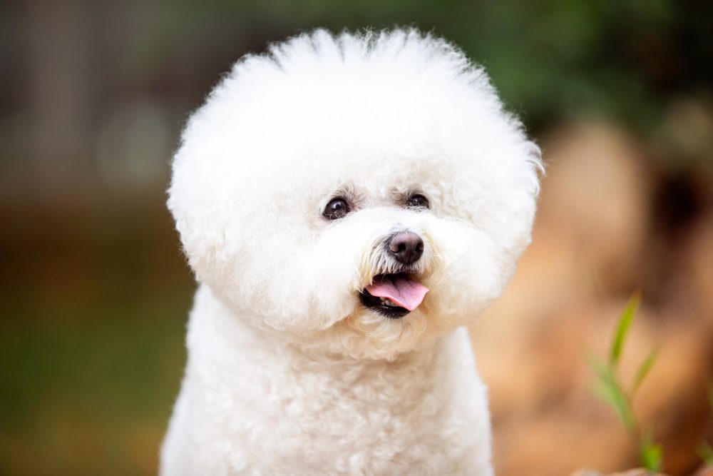 close up of white bichon frise