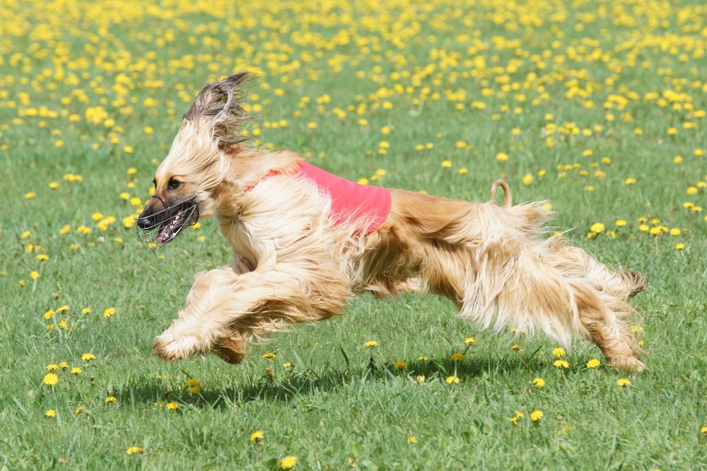 afghan hound lure coursing