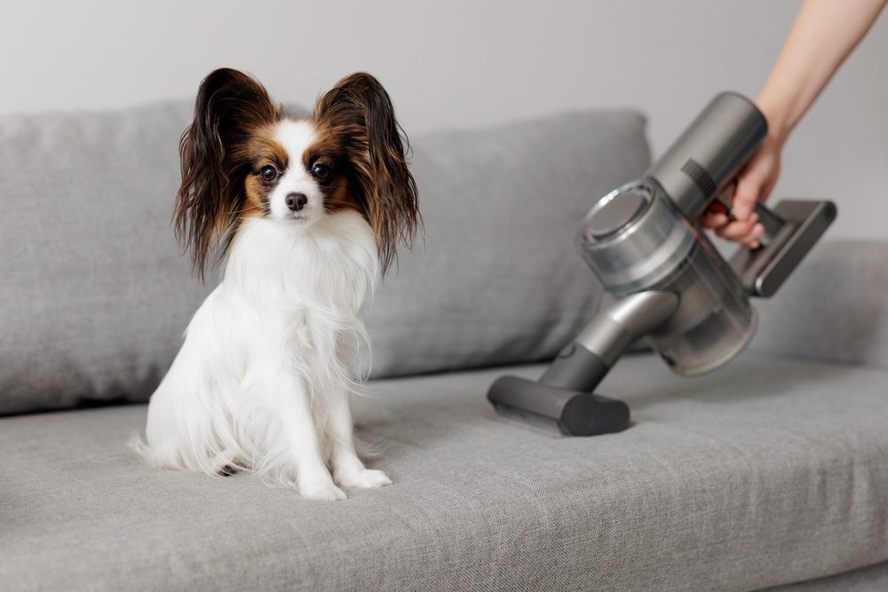 papillon on sofa with vacuum cleaner